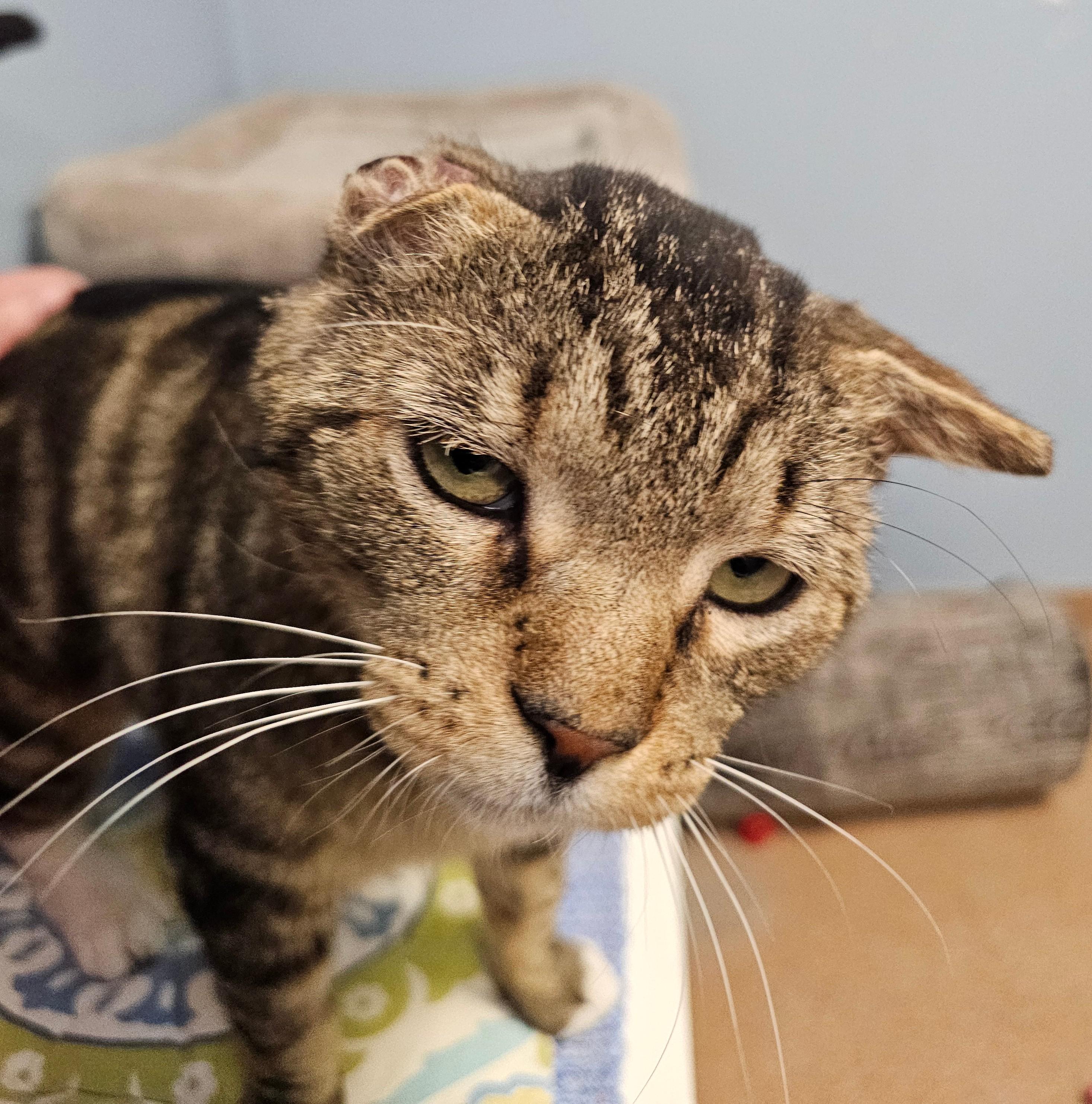 Randall Russell, an adopted Domestic Short Hair in Norwalk, CT image 2/4