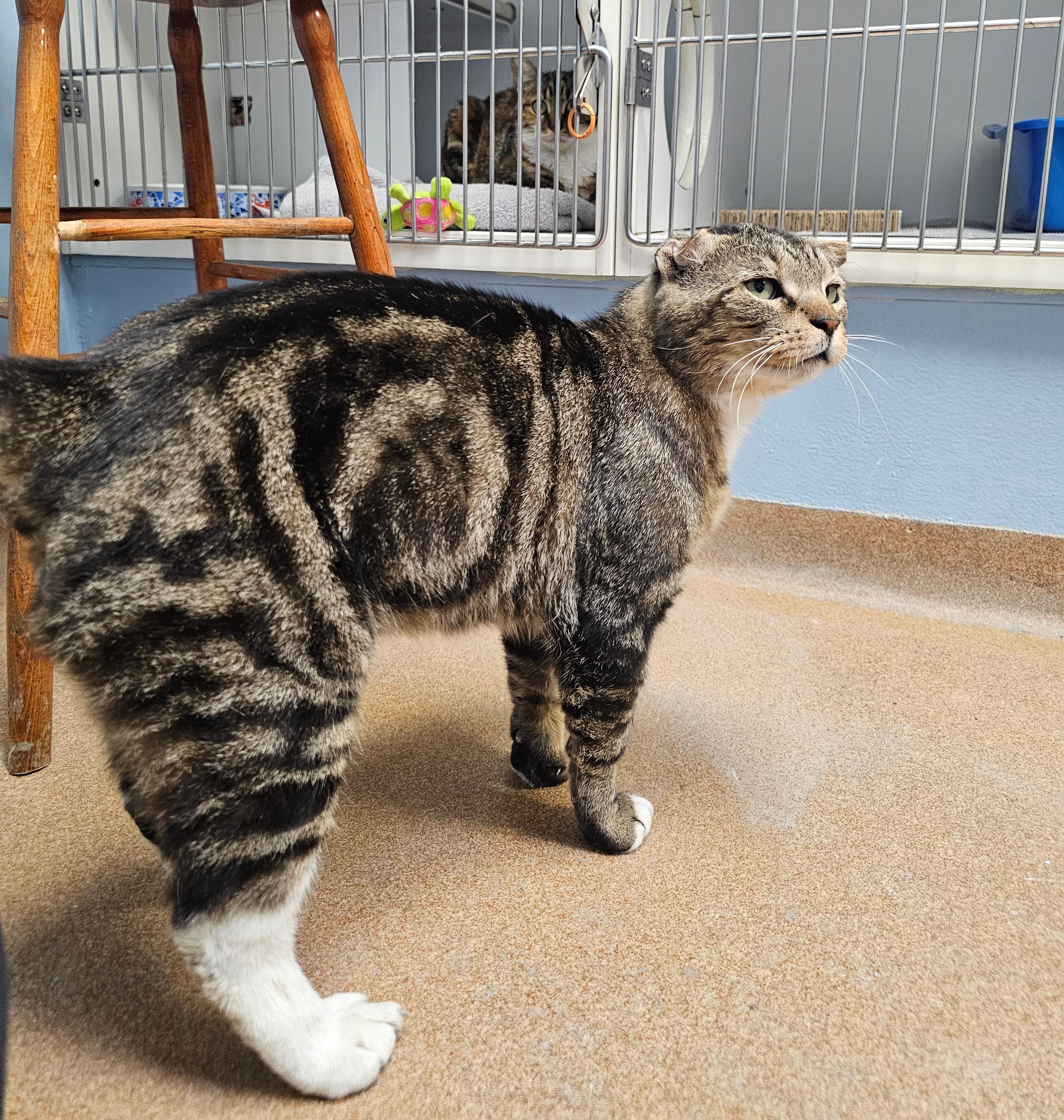 Randall Russell, an adopted Domestic Short Hair in Norwalk, CT image 3/4
