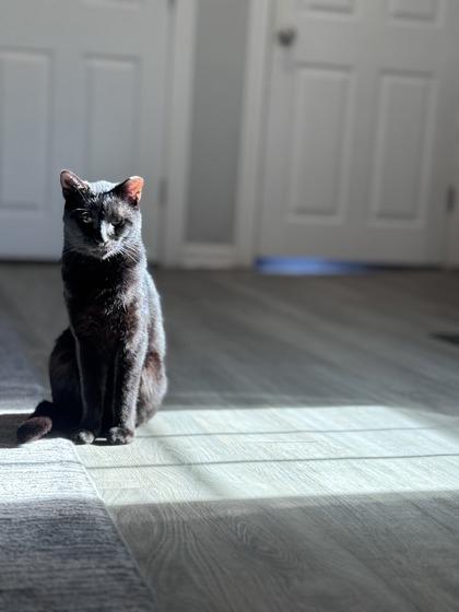 Maurice — thumbnail 2