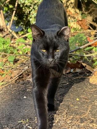 Maurice — thumbnail 3