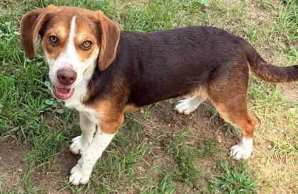 Donatello, Adoptable, Young Male Beagle & Mixed Breed.
