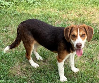 Enlarge Donatello, a Adoptable mixed breed in Baraboo, WI image 2/3