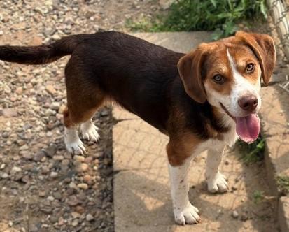 Enlarge Donatello, a Adoptable mixed breed in Baraboo, WI image 3/3