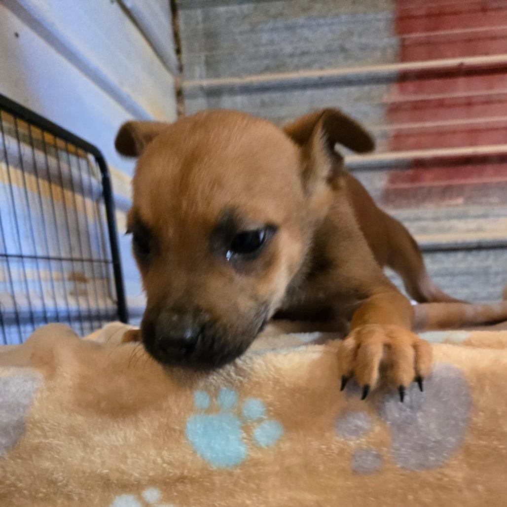 Enlarge Aksel, a Adoptable mixed breed in Waggaman, LA image 2/6