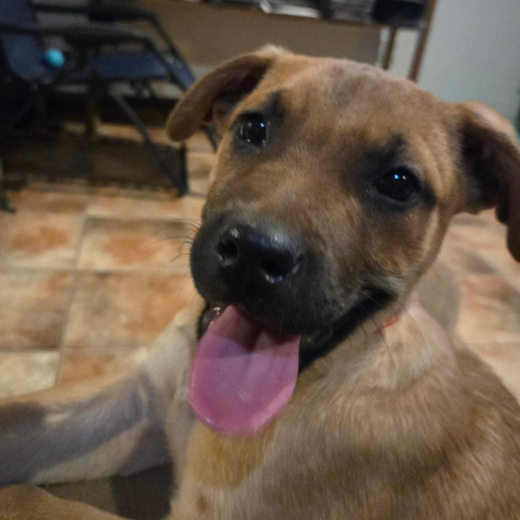Enlarge Aksel, a Adoptable mixed breed in Waggaman, LA image 3/6