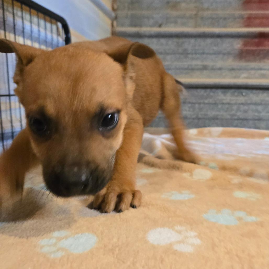 Enlarge Aksel, a Adoptable mixed breed in Waggaman, LA image 4/6