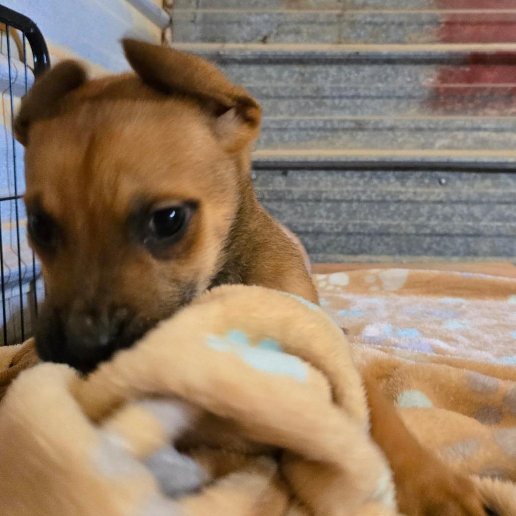Enlarge Aksel, a Adoptable mixed breed in Waggaman, LA image 5/6
