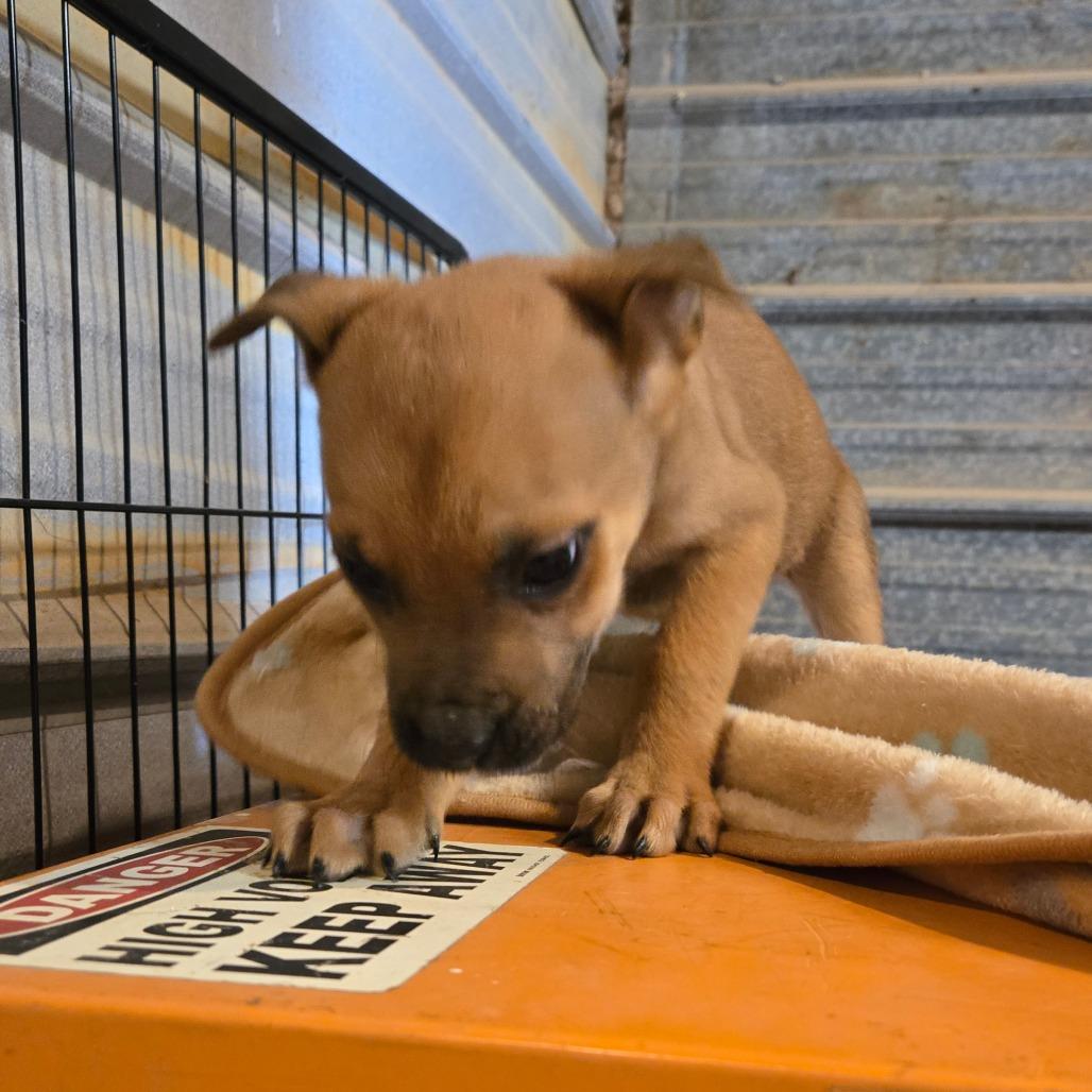 Enlarge Aksel, a Adoptable mixed breed in Waggaman, LA image 6/6