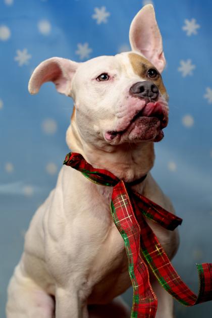 Enlarge Elroy, a Adoptable mixed breed in Seattle, WA image 1/1