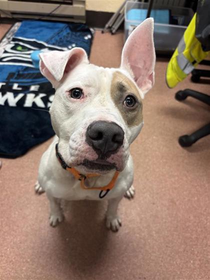 Enlarge Elroy, a Adoptable mixed breed in Seattle, WA image 1/1