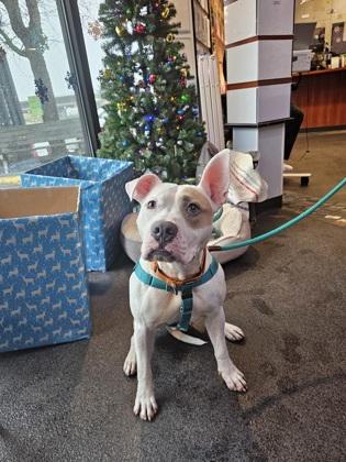 Elroy, Adoptable, Adult Male American Staffordshire Terrier & Mixed Breed.