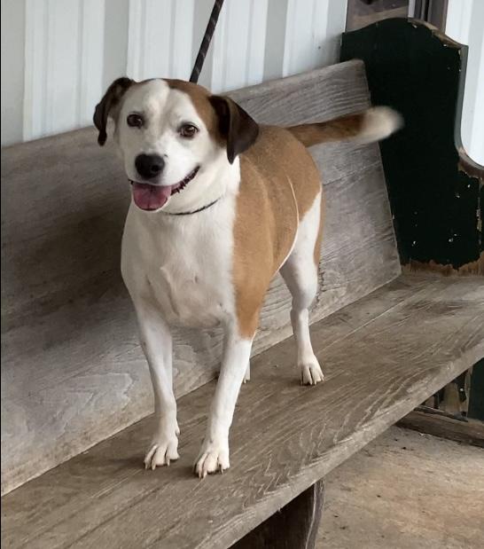 Casper, an adoptable Jack Russell Terrier, Feist in Huntsville, AL, 35806 | Photo Image 2