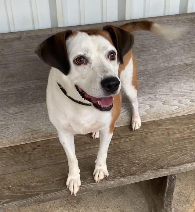Casper, an adoptable Jack Russell Terrier, Feist in Huntsville, AL, 35806 | Photo Image 4