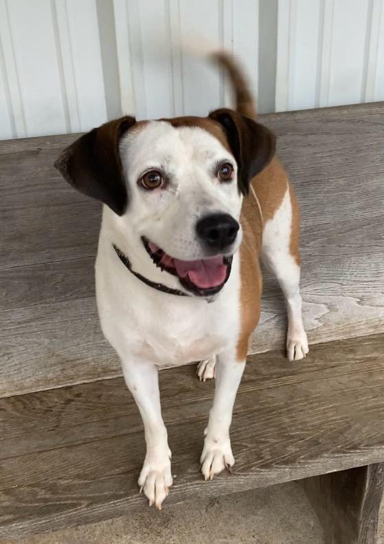 Casper, Adoptable, Adult Female Jack Russell Terrier & Feist.