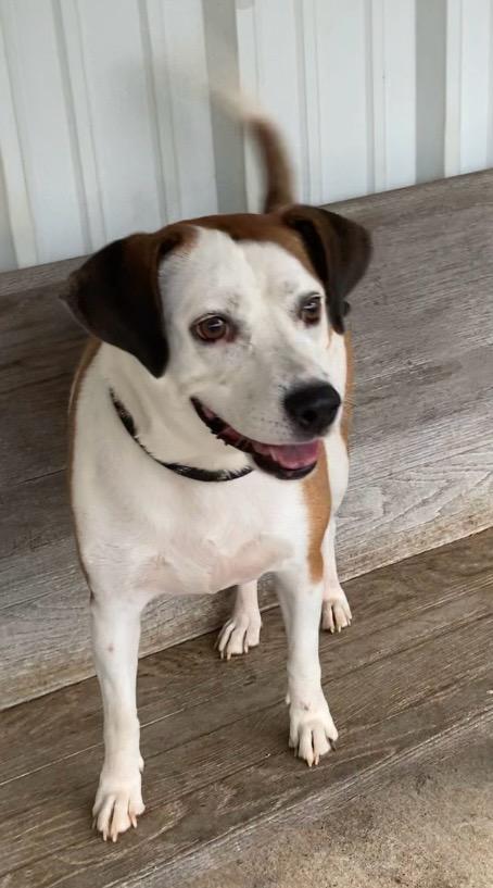 Enlarge Casper, a Adoptable mixed breed in Huntsville, AL image 4/4