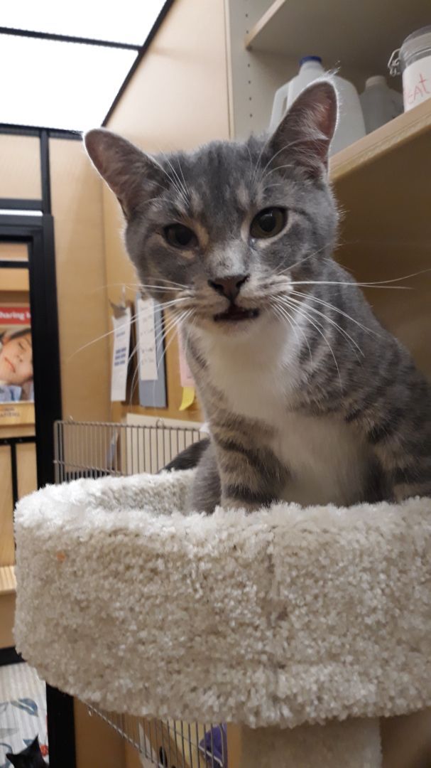 Mittens, a Adoptable Domestic Short Hair in Kenhorst, PA image 5/6