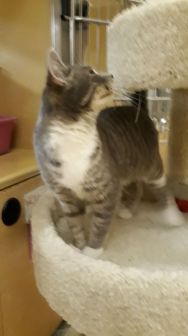 Mittens, a Adoptable Domestic Short Hair in Kenhorst, PA image 6/6