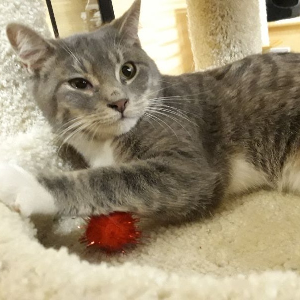 Mittens, a Adoptable Domestic Short Hair in Kenhorst, PA image 1/6