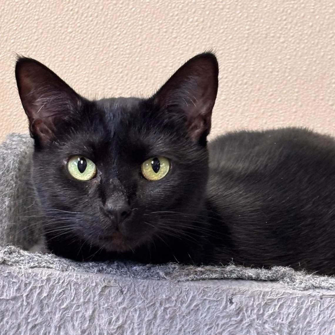 Petco Ember, adopted, Adult Female Domestic Short Hair.