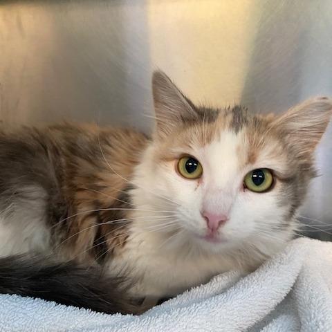 Miss Piggy — thumbnail 3