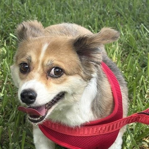 Molly, an adopted mixed breed in Maitland, FL image 2/4