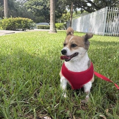 Molly, an adopted mixed breed in Maitland, FL image 1/4