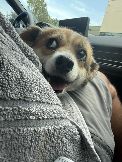 Molly, an adopted mixed breed in Maitland, FL image 3/4