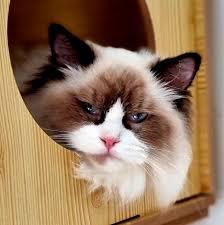 Enlarge Chichi- PROD TEST- NOT ADOPTABLE, an adopted American Shorthair in Bettles, AK image 1/2