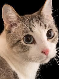 Enlarge Chichi- PROD TEST- NOT ADOPTABLE, an adopted American Shorthair in Bettles, AK image 2/2