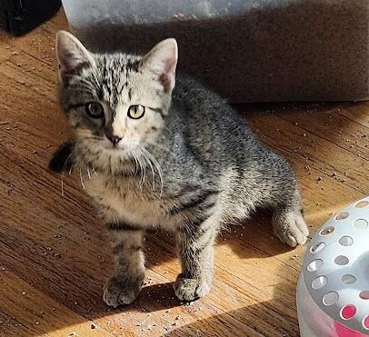 Maggie, Adoptable, Kitten Female Domestic Short Hair.