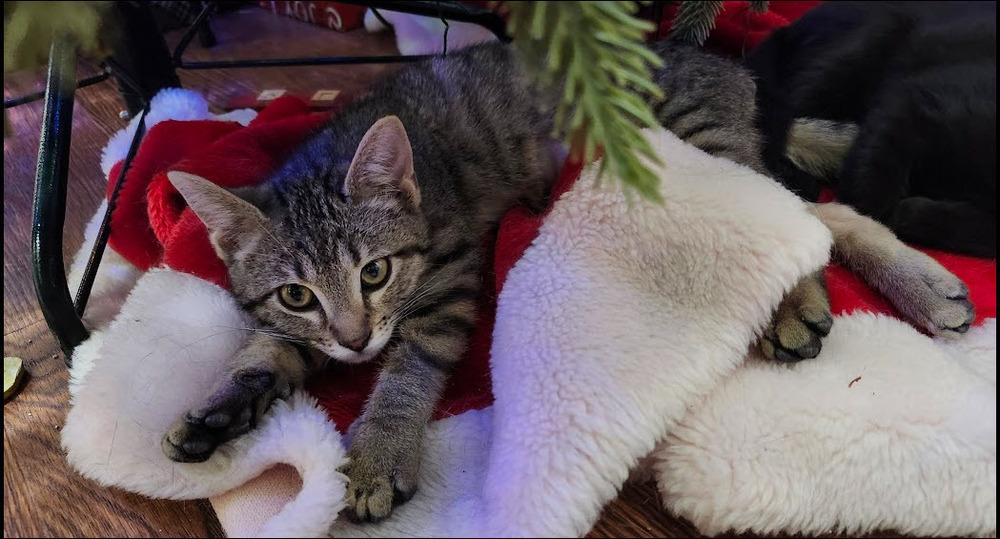 Enlarge Maggie, a Adoptable mixed breed in Bellevue, NE image 2/6