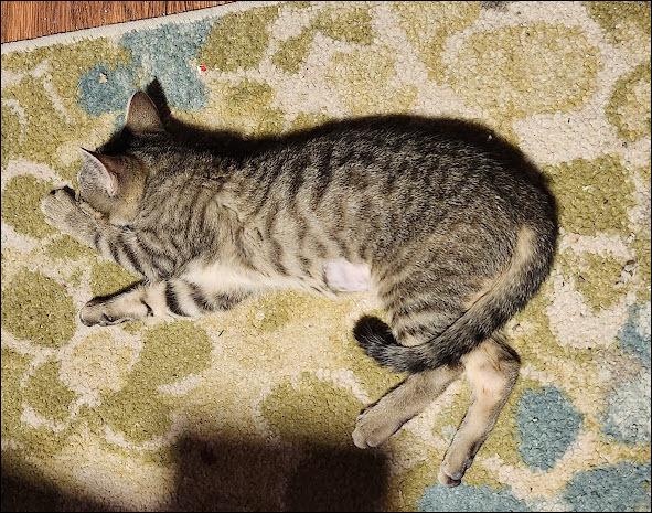 Enlarge Maggie, a Adoptable mixed breed in Bellevue, NE image 3/6