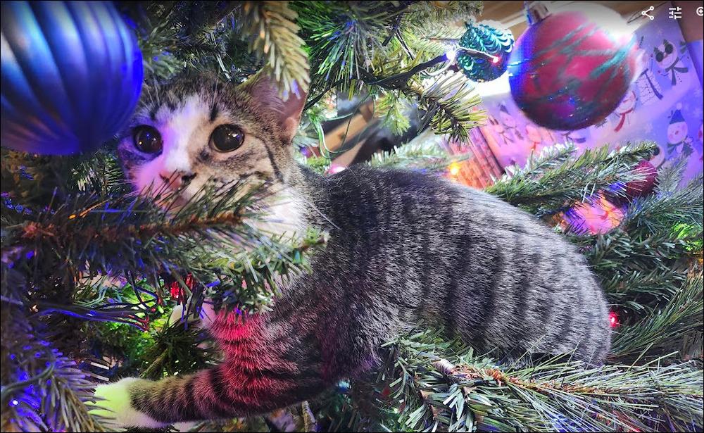 Enlarge Maggie, a Adoptable mixed breed in Bellevue, NE image 4/6