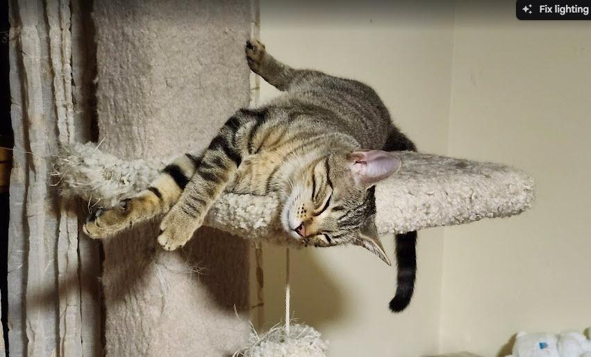 Maggie, a Adoptable mixed breed in Bellevue, NE image 3/5