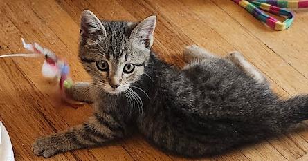 Maggie, Adoptable, Young Female Domestic Short Hair.