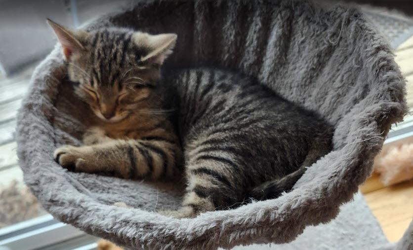 Maggie, a Adoptable mixed breed in Bellevue, NE image 3/3