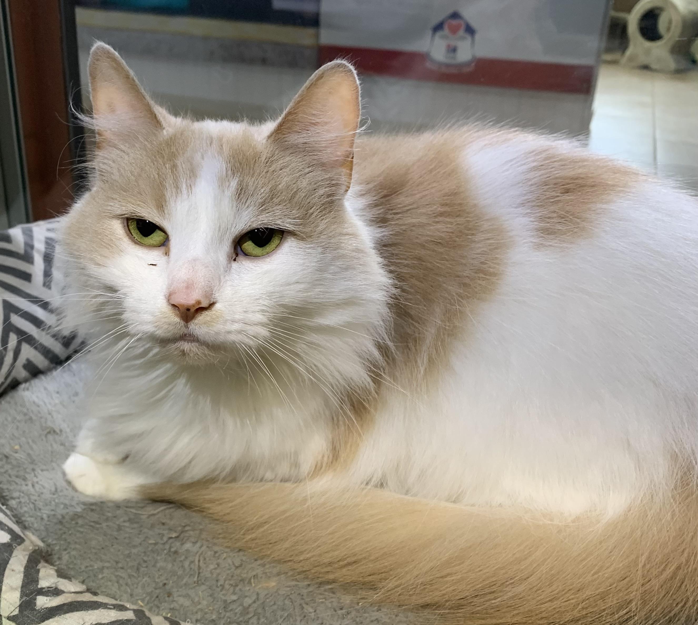 Peaches, Adoptable, Adult Female Domestic Long Hair.
