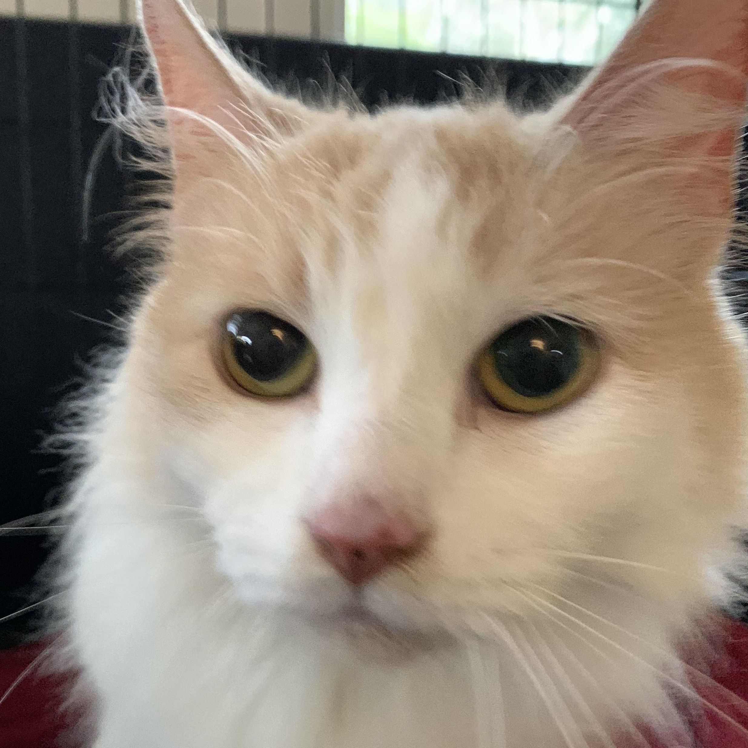 Enlarge Peaches, a Adoptable mixed breed in Massena, NY image 1/1