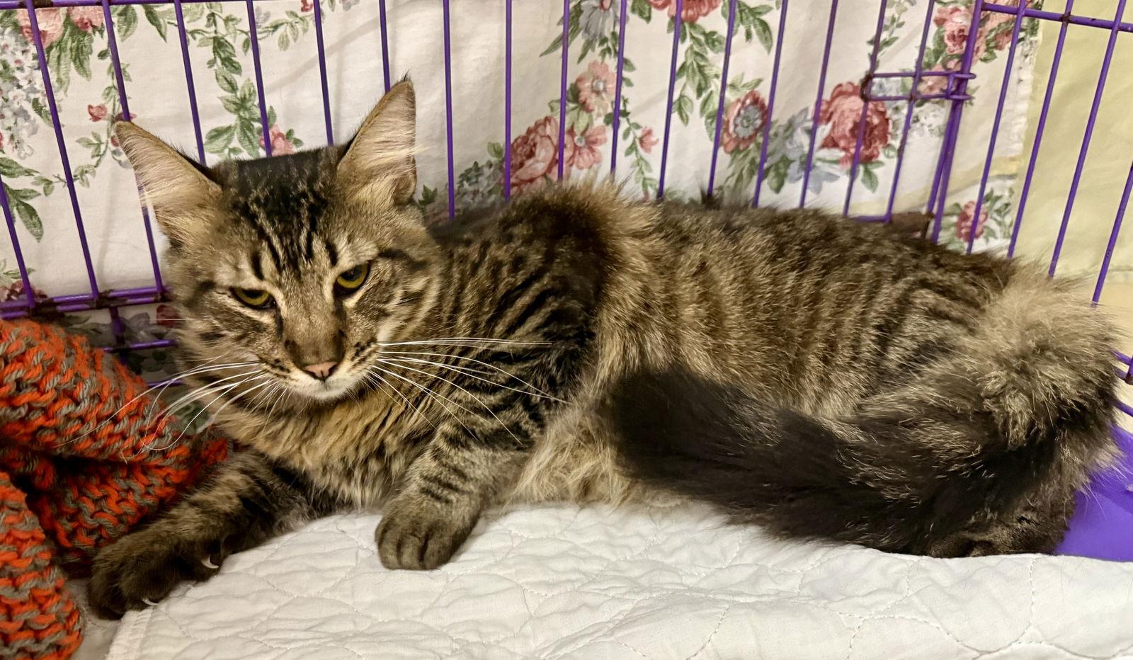 November D, Adoptable, Adult Male Domestic Medium Hair.