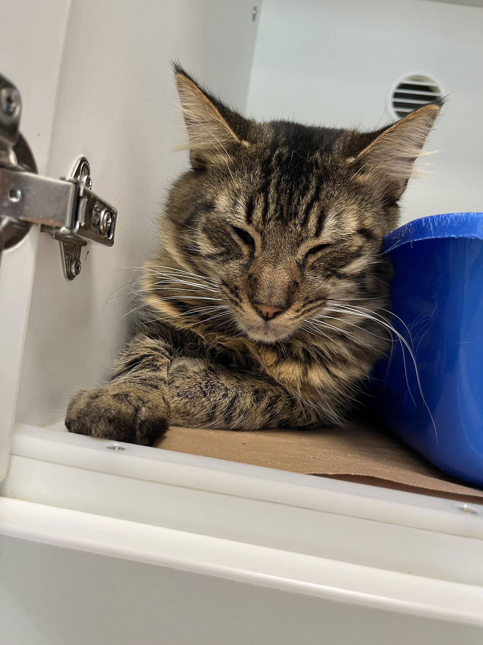 November D, Adoptable, Adult Male Domestic Short Hair.