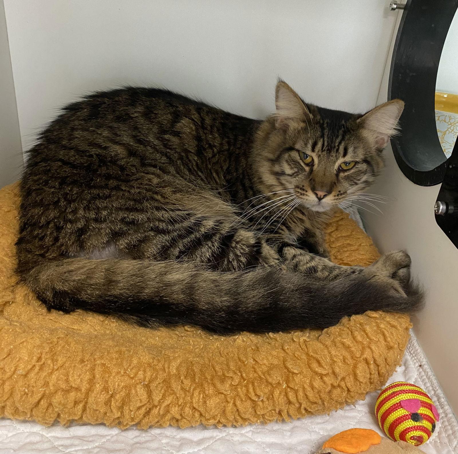 November D, a Adoptable Domestic Short Hair in Satellite Beach, FL image 2/2