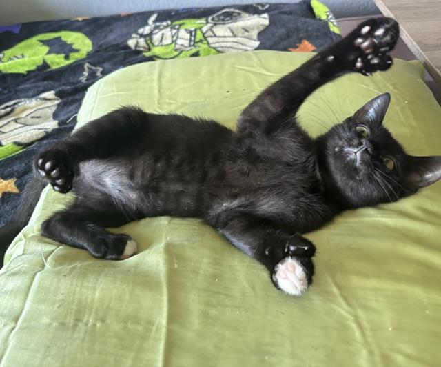 Polydactyl BENITO, an adopted American Shorthair in Somerville, MA image 5/5