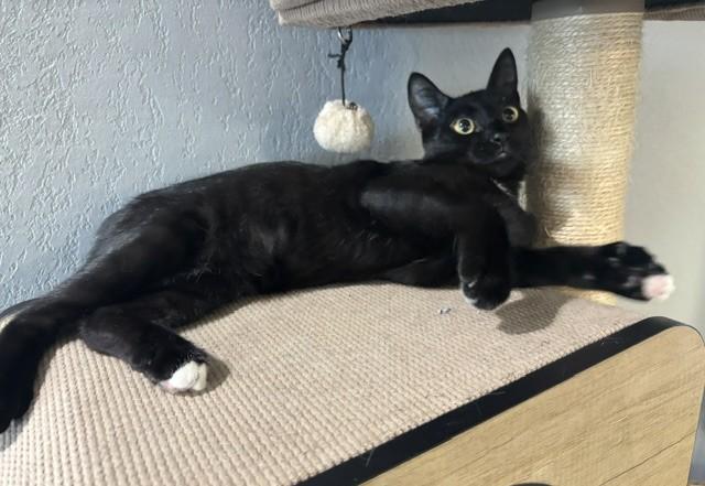 Polydactyl BENITO, an adopted American Shorthair in Somerville, MA image 4/5