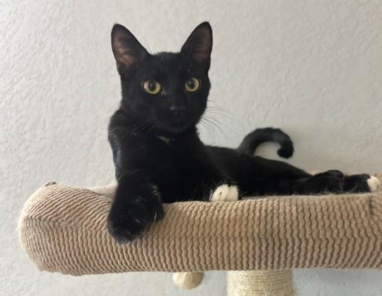 Polydactyl BENITO, an adopted American Shorthair in Somerville, MA image 3/5
