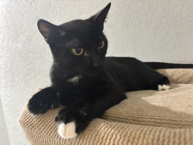 Polydactyl BENITO, adopted, Kitten Male American Shorthair.