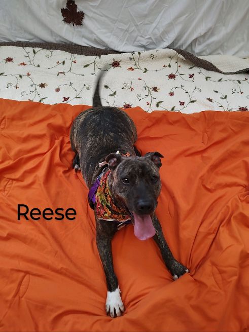 Enlarge Reese, a Adoptable Terrier in Cape May Court House, NJ image 1/6