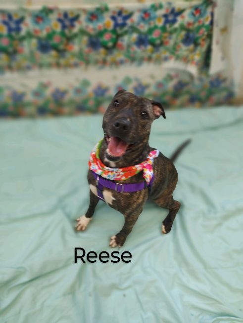 Enlarge Reese, a Adoptable Terrier in Cape May Court House, NJ image 5/6