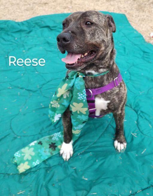 Reese
