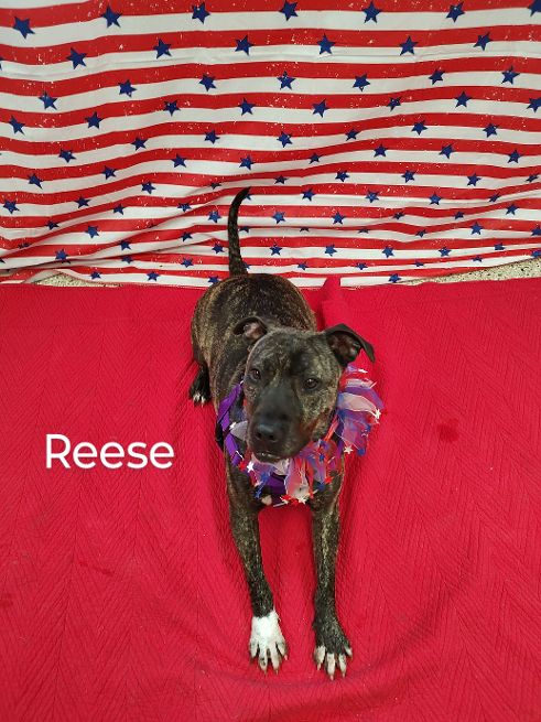 Enlarge Reese, a Adoptable Terrier in Cape May Court House, NJ image 3/6