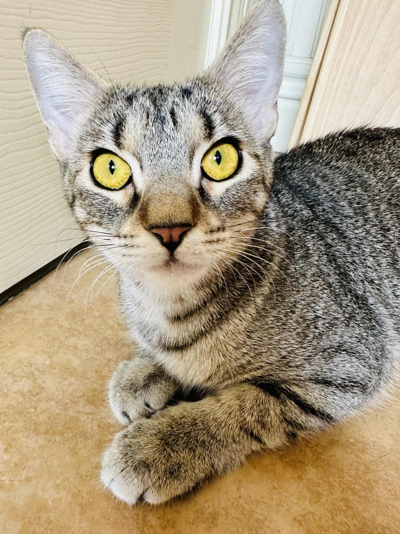 Aspen, an adoptable Tabby in Branson, MO, 65616 | Photo Image 2